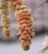 果树苗木,入秋以后可栽种哪些树苗？