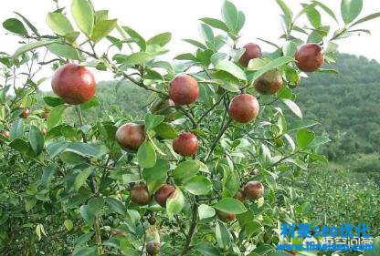 酥油茶怎样做？（附酥油茶的制造方法）