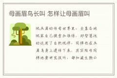 母画眉鸟长叫 怎样让母画眉叫