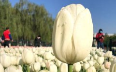 <b>郁金香花语和寓意_郁金香象征着什么?</b>