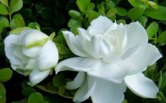 栀子花的花语_栀子花送人代表什么意思?