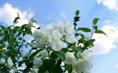 茉莉花花语_茉莉花的寓意和象征是什么？