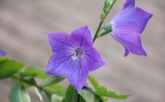 <b>桔梗花的花语和寓意是什么_桔梗花的传说</b>