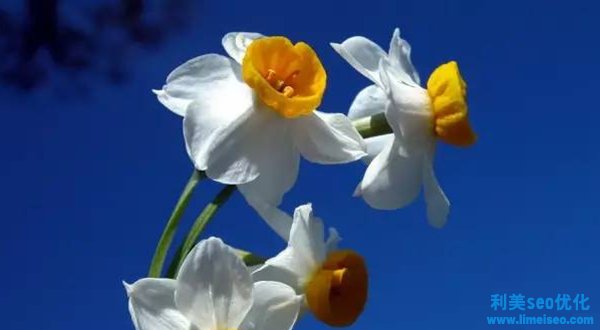 水仙花的花语,水仙花的寓意和意味是什么