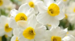 <b>水仙花的花语_水仙花的寓意和象征是什么</b>