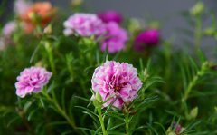 <b>太阳花的寓意和花语是什么？</b>