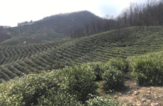 绿茶